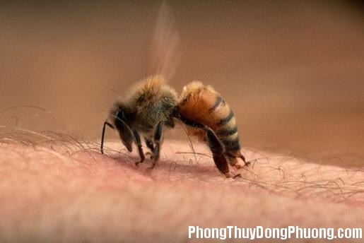 ong Giải mã các bí ẩn giấc mơ thấy bị ong chích