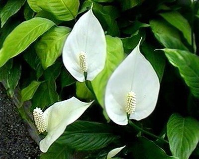 Các loại cây giải độc trong nhà10 Bài trí cây xanh giúp giải độc trong nhà