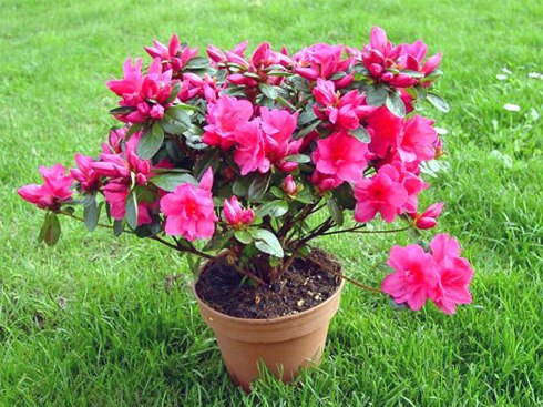 Các loại cây giải độc trong nhà3 Bài trí cây xanh giúp giải độc trong nhà