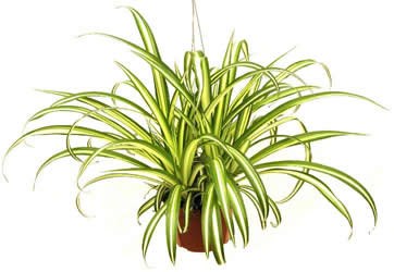 Các loại cây giải độc trong nhà5 Bài trí cây xanh giúp giải độc trong nhà