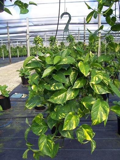 Các loại cây giải độc trong nhà7 Bài trí cây xanh giúp giải độc trong nhà