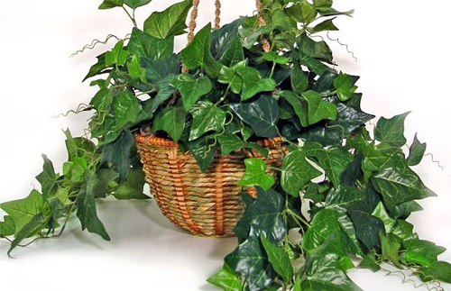 Các loại cây giải độc trong nhà8 Bài trí cây xanh giúp giải độc trong nhà