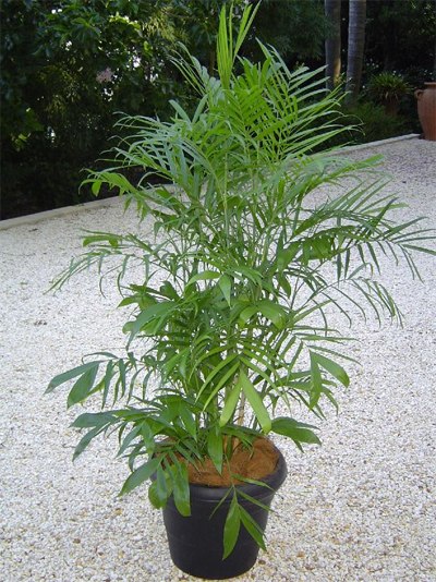 Các loại cây giải độc trong nhà9 Bài trí cây xanh giúp giải độc trong nhà
