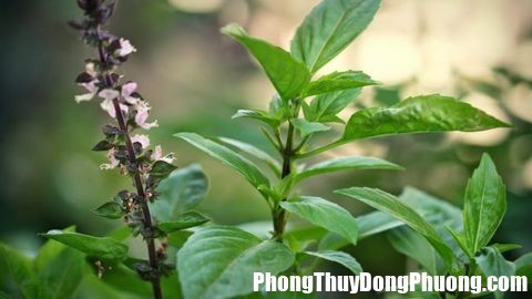 y nghia phong thuy va cach trong cay hung que hut tai loc Ý nghĩa của cây húng quế trong phong thủy