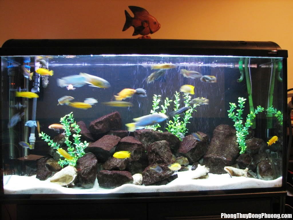 Fish tank decoration ideas plus saltwater fish tank decorations plus gallon fish tank plus modern fish tank decor Nhớ kiêng kị đặt bể cá ở những vị trí này