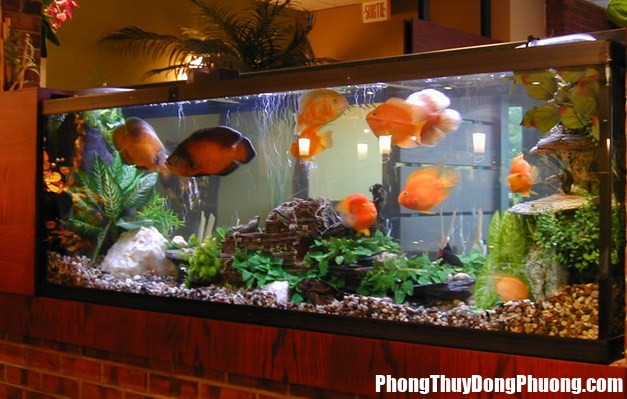 Penjernih Air dan Manfaatnya untuk Aquarium Bí quyết giúp bể cá cảnh đem lại may mắn cho nhà ở