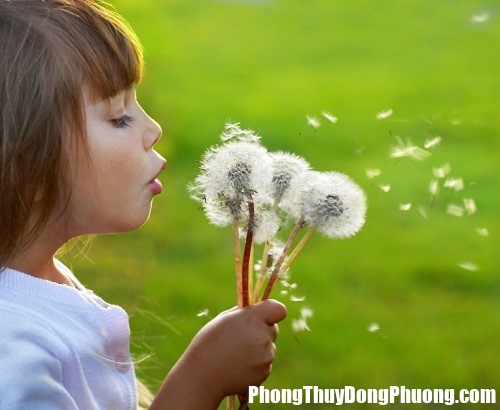 Diem bao giac mo ve nhung canh hoa bo cong anh hinh anh Điềm báo giấc mơ về những cánh hoa bồ công anh nói với bạn điều gì