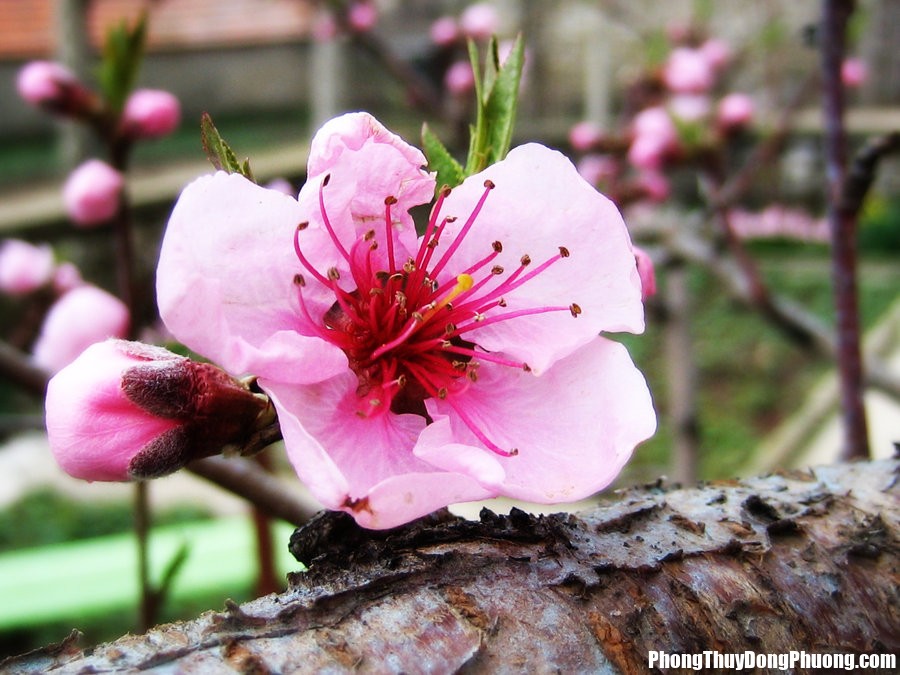 apricot blossom by dsreaper Giấc mơ thấy hoa mang ý nghĩa và nhiều điềm báo riêng biệt