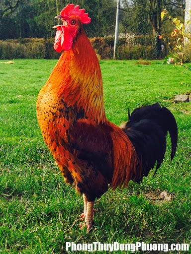 french rooster mon general Giải mã bí ẩn chiêm bao thấy gà trống