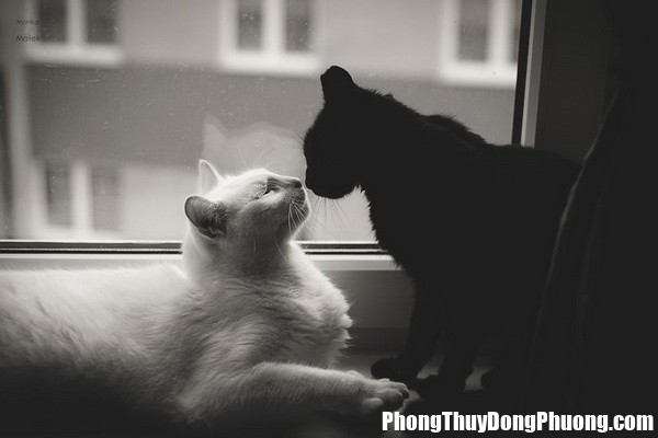mèo trắng mèo đen Nằm mơ thấy mèo đen và trắng có điềm báo gì trong tương lai với bạn?