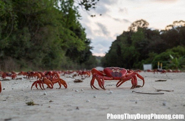 214422 6 120 trieu chien si cua do duyet binh giua duong gay ach tac giao thong 1 Nằm mơ thấy con cua bò ngang qua có ý nghĩa gì?