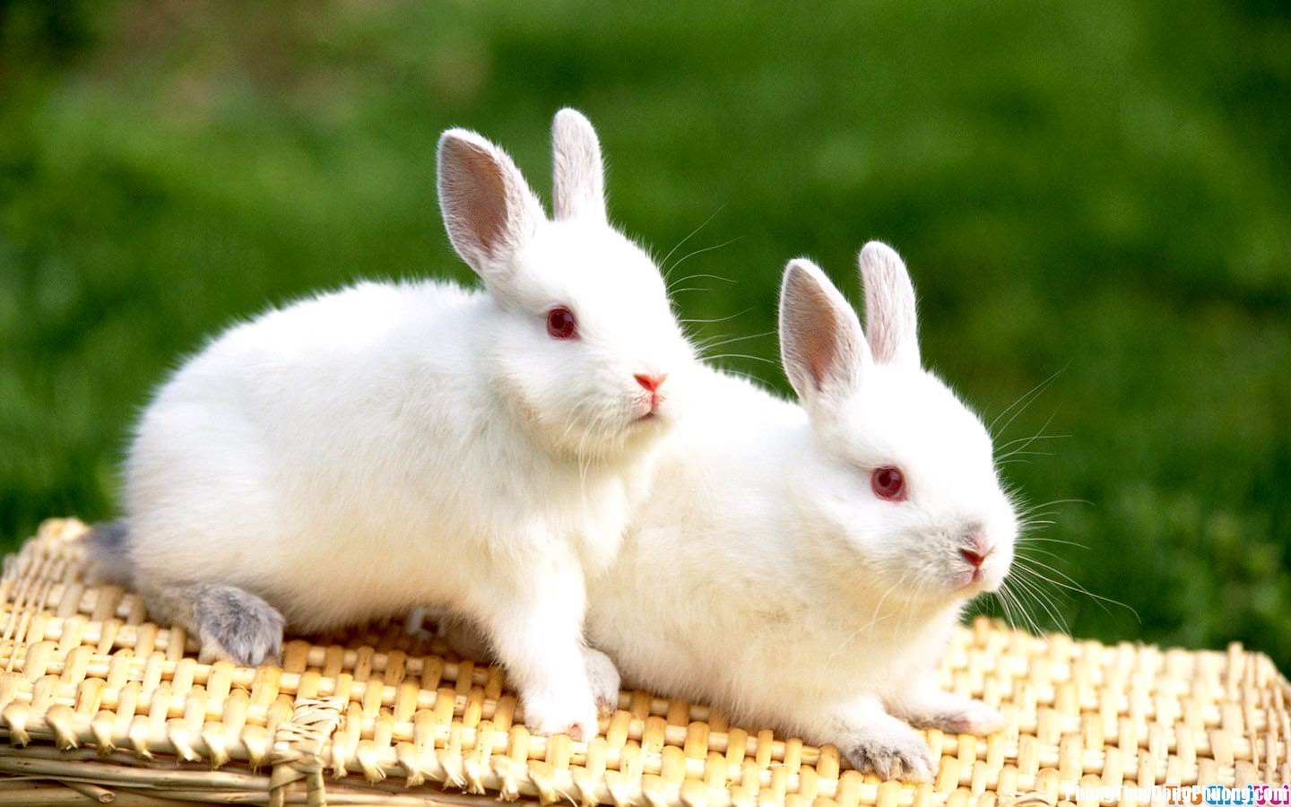 ThoCon 2 Giấc mơ thấy con thỏ báo hiệu điều gì thú vị cho bạn?