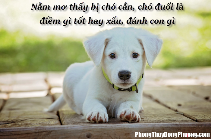 nam mo thay bi cho can cho duoi la diem gi tot hay xau danh con gi Giải mã giấc mơ bị chó cắn