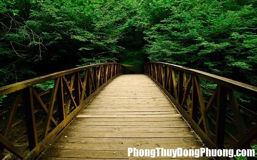 Cho nen mao hiem neu nam mo thay cau P1 hinh anh Các giấc mơ liên quan đến cây cầu có nhiều ý nghĩa khác nhau