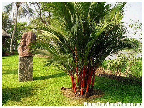 photo 1 1537843375582275897785 Đây là lí do vì sao nhà giàu thích trồng những loại cây này trước nhà