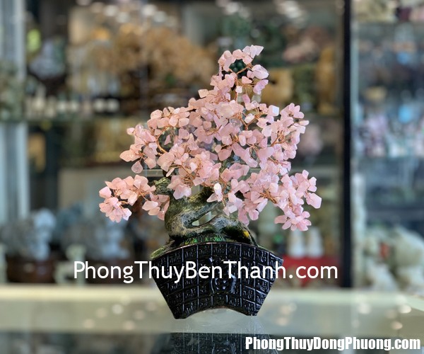 KC120 cay thach anh hong dang bonsai Tử vi Phương Đông: Thứ hai 25/11/2019